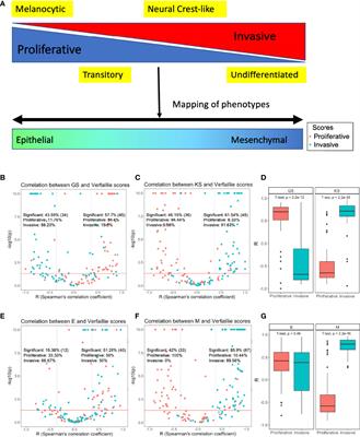 Mapping phenotypic heterogeneity in melanoma onto the epithelial-hybrid-mesenchymal axis